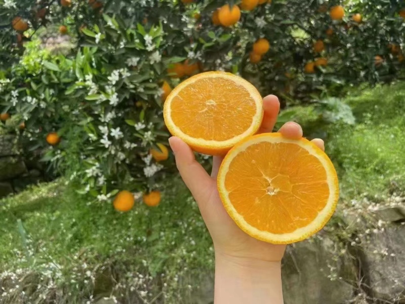[推荐]湖北精品伦晚脐橙大量供应中对接电商市场等