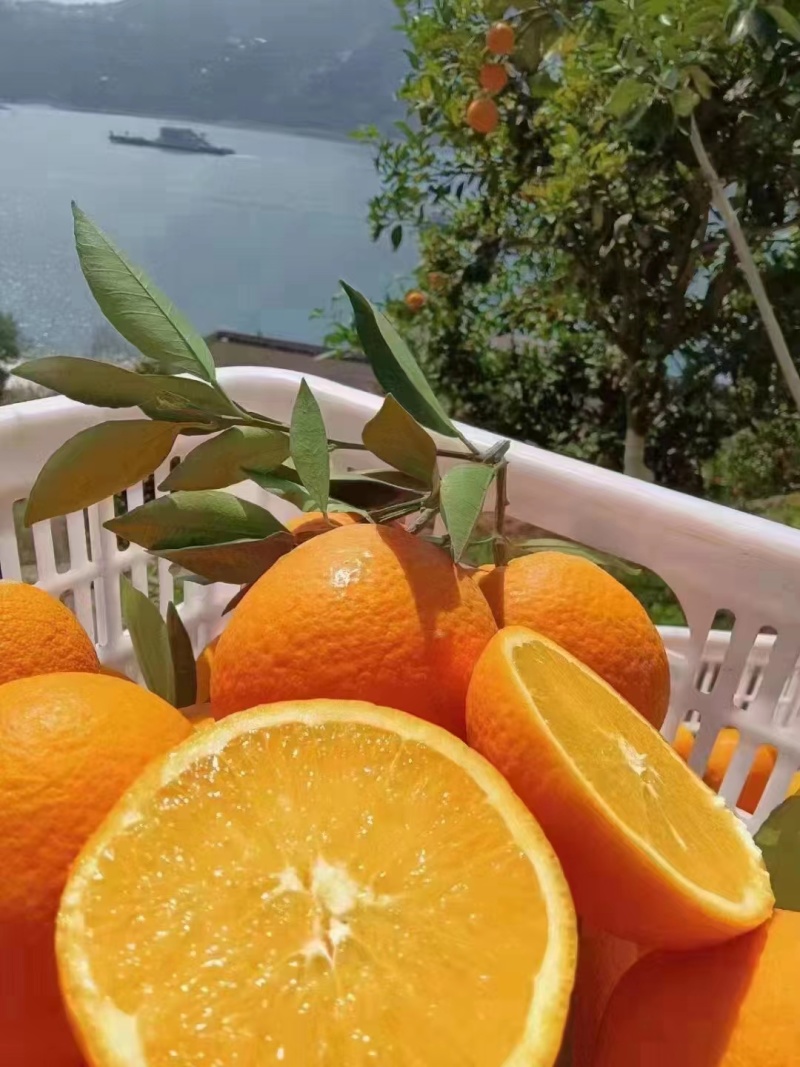 [推荐]湖北精品伦晚脐橙大量供应中对接电商市场等