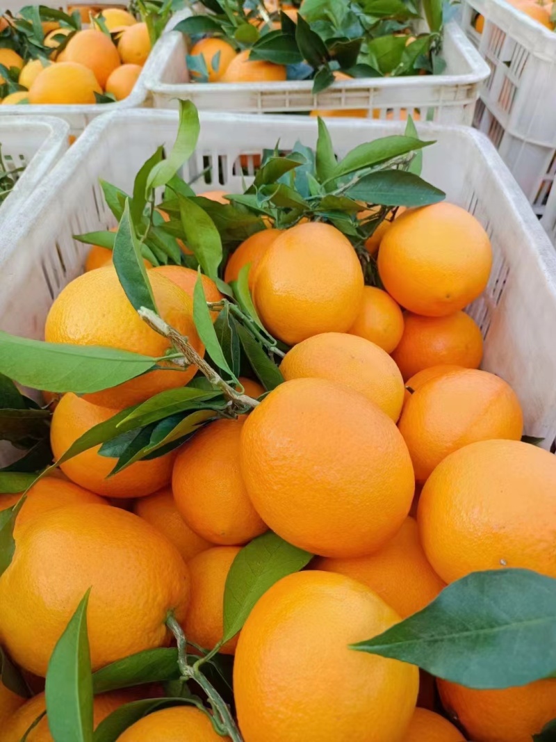 [推荐]湖北精品伦晚脐橙大量供应中对接电商市场等
