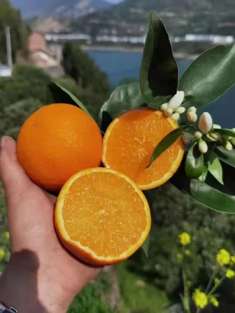 [推荐]湖北精品伦晚脐橙大量供应中对接电商市场等