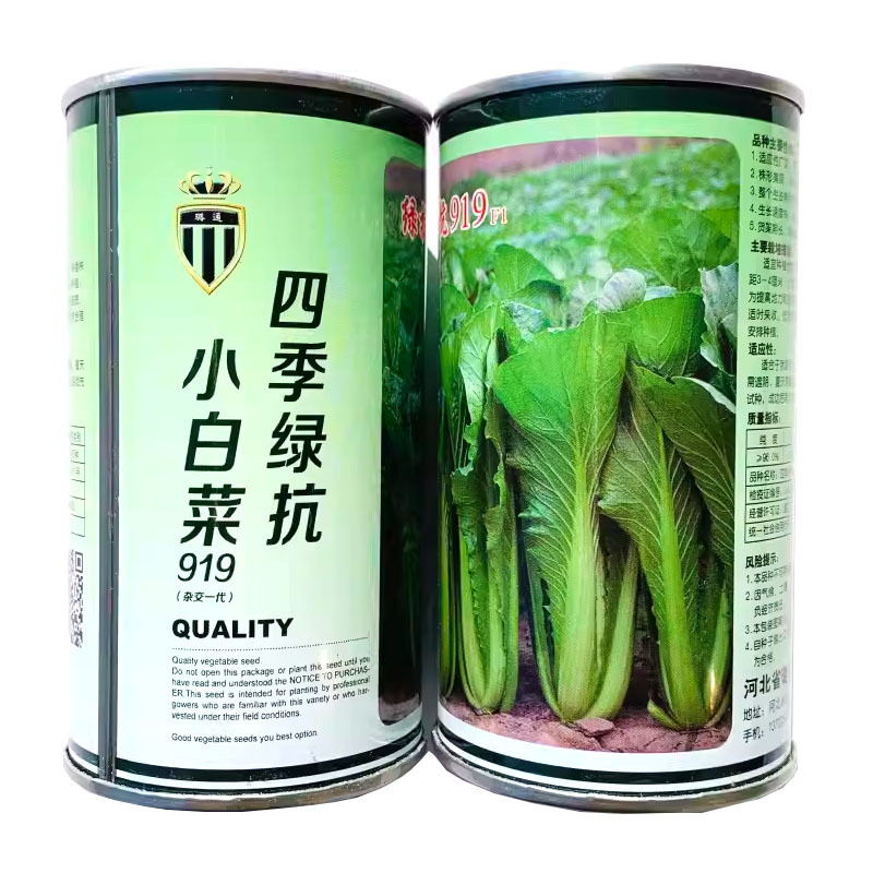 青梗小白菜种子绿抗919四季小白菜种子杂交一代小青菜种籽