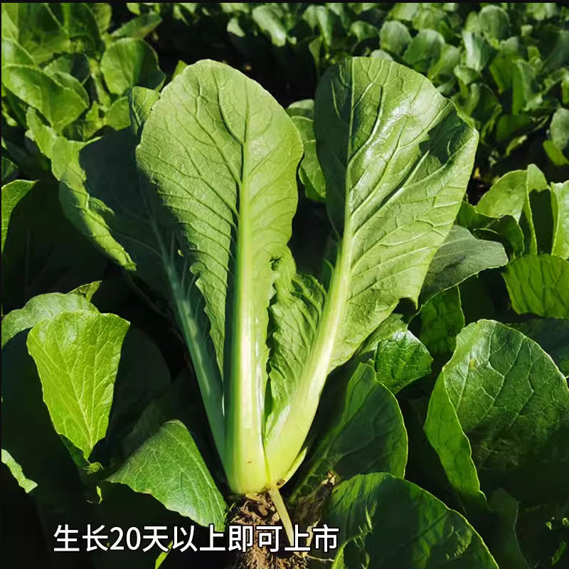 青梗小白菜种子绿抗919四季小白菜种子杂交一代小青菜种籽