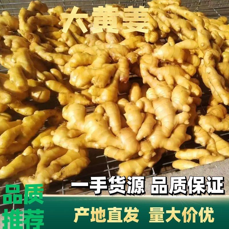 【大黄姜】产地直发货源充足保质保量面向全国发货