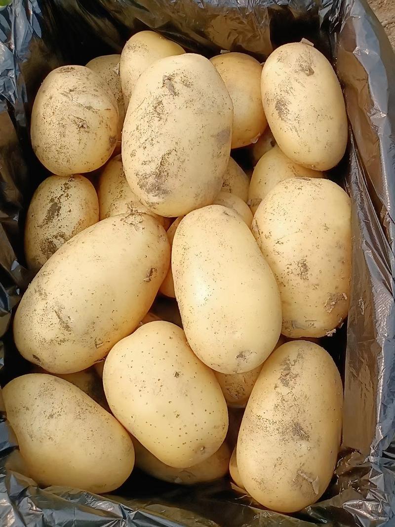 土豆精品产地微七V7内蒙新货对接采购商商超档口批发抗病