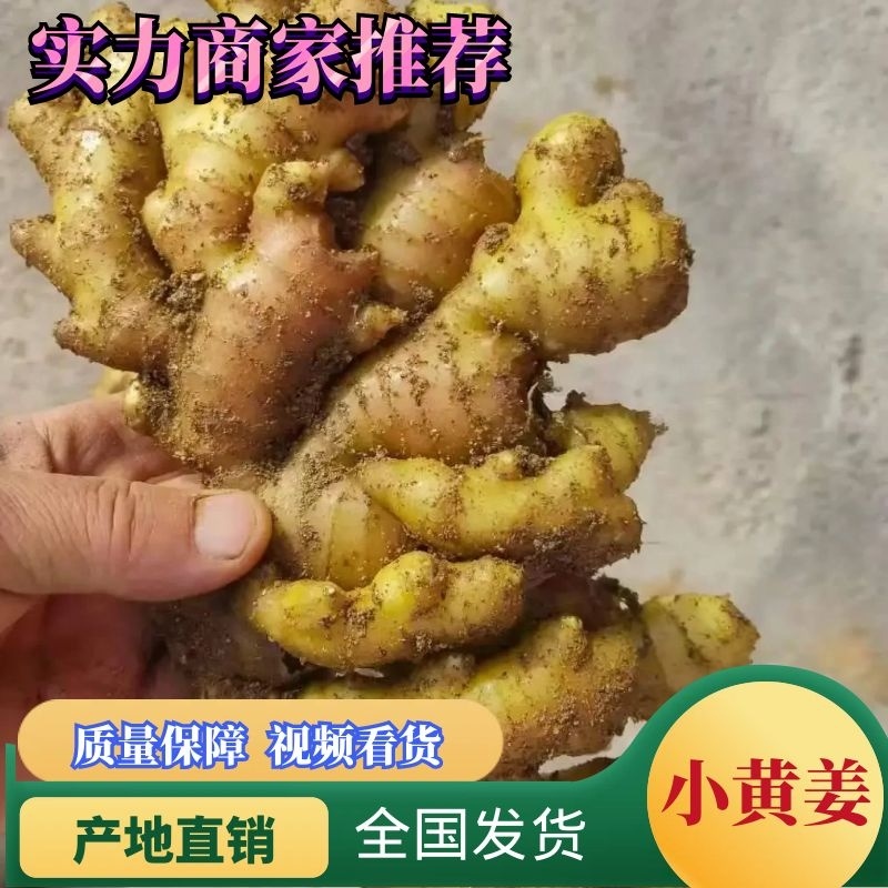 【优质小黄姜】个头匀称货源充足保质保量面向全国发货