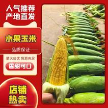 水果玉米福建精品玉米产地直供全国发货可视频电联