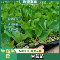 优质甘蓝苗，适应春秋种植。产量高，抗病能力强对接全国客商