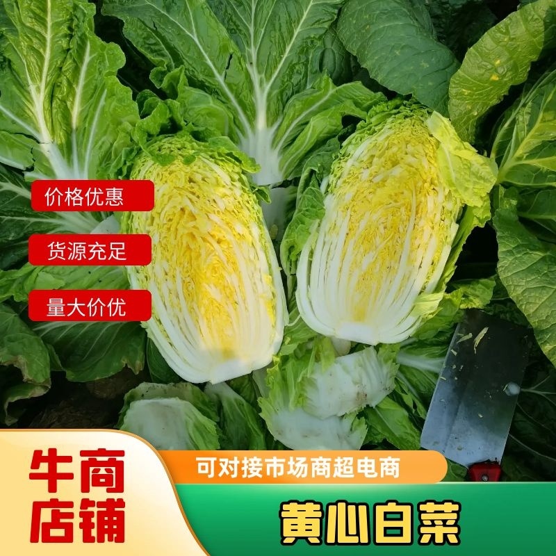 精选白菜山东矮棵黄心白菜4至6斤货源充足保质保量欢迎咨询