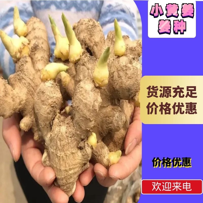 【精品368姜种】脱毒姜种技术指导全国代发价格优