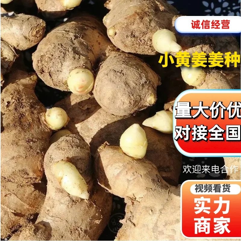 【精品368姜种】脱毒姜种技术指导全国代发价格优
