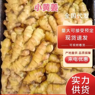 安徽优质小黄姜 辛辣味十足 产地直发 常年供货 货源充足