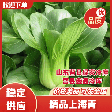 常年供应,曹县油菜上海青基地直供,量大从优,全国代发