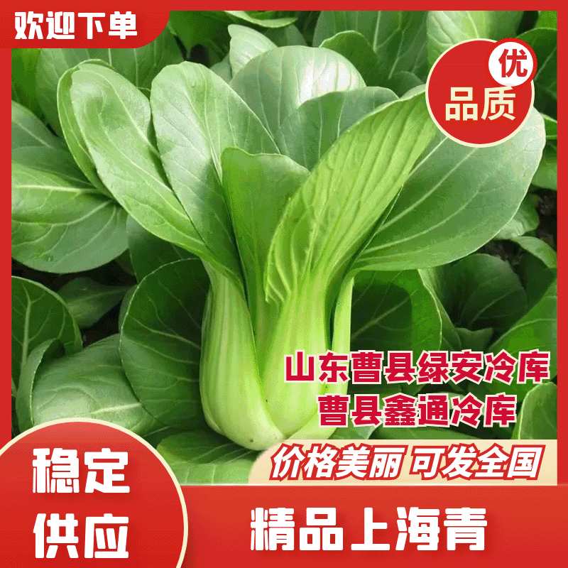 常年供应，曹县油菜上海青基地直供，量大从优，全国代发