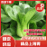 上海青基地直供，曹县小油菜，山东油菜，量大从优价格实惠