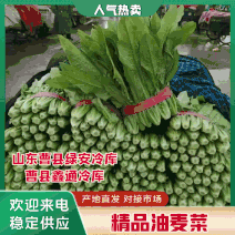 山东·曹县常年供应油麦菜，多种规格，价格实惠，量大从优