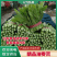 山东·曹县常年供应油麦菜,多种规格,价格实惠,量大从优