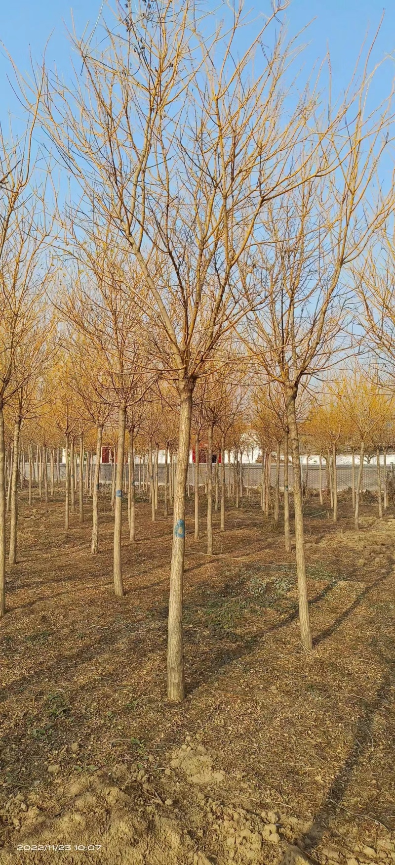 【推荐】河北黄金槐金枝槐提供技术基地直供各种规格诚信经营