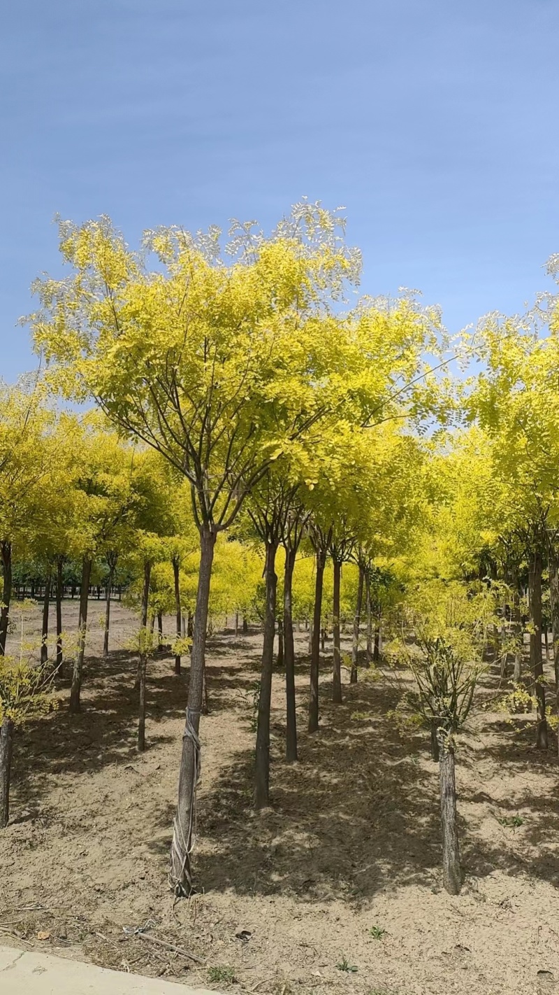 【推荐】河北黄金槐金枝槐提供技术基地直供各种规格诚信经营