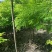 【推荐】河北黄金槐金枝槐提供技术基地直供各种规格诚信经营