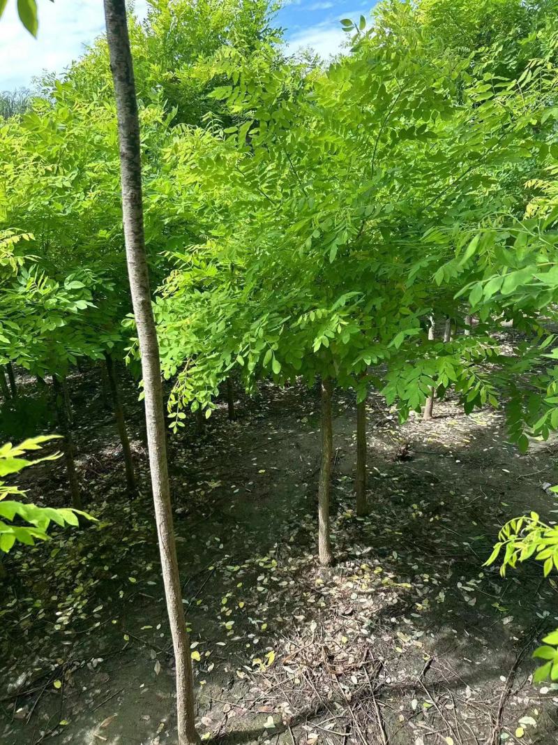 【推荐】河北黄金槐金枝槐提供技术基地直供各种规格诚信经营