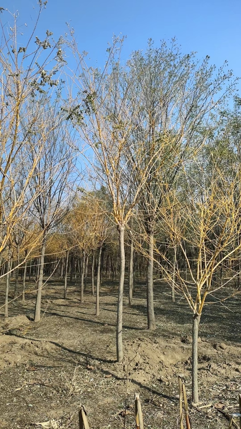 【推荐】河北黄金槐金枝槐提供技术基地直供各种规格诚信经营
