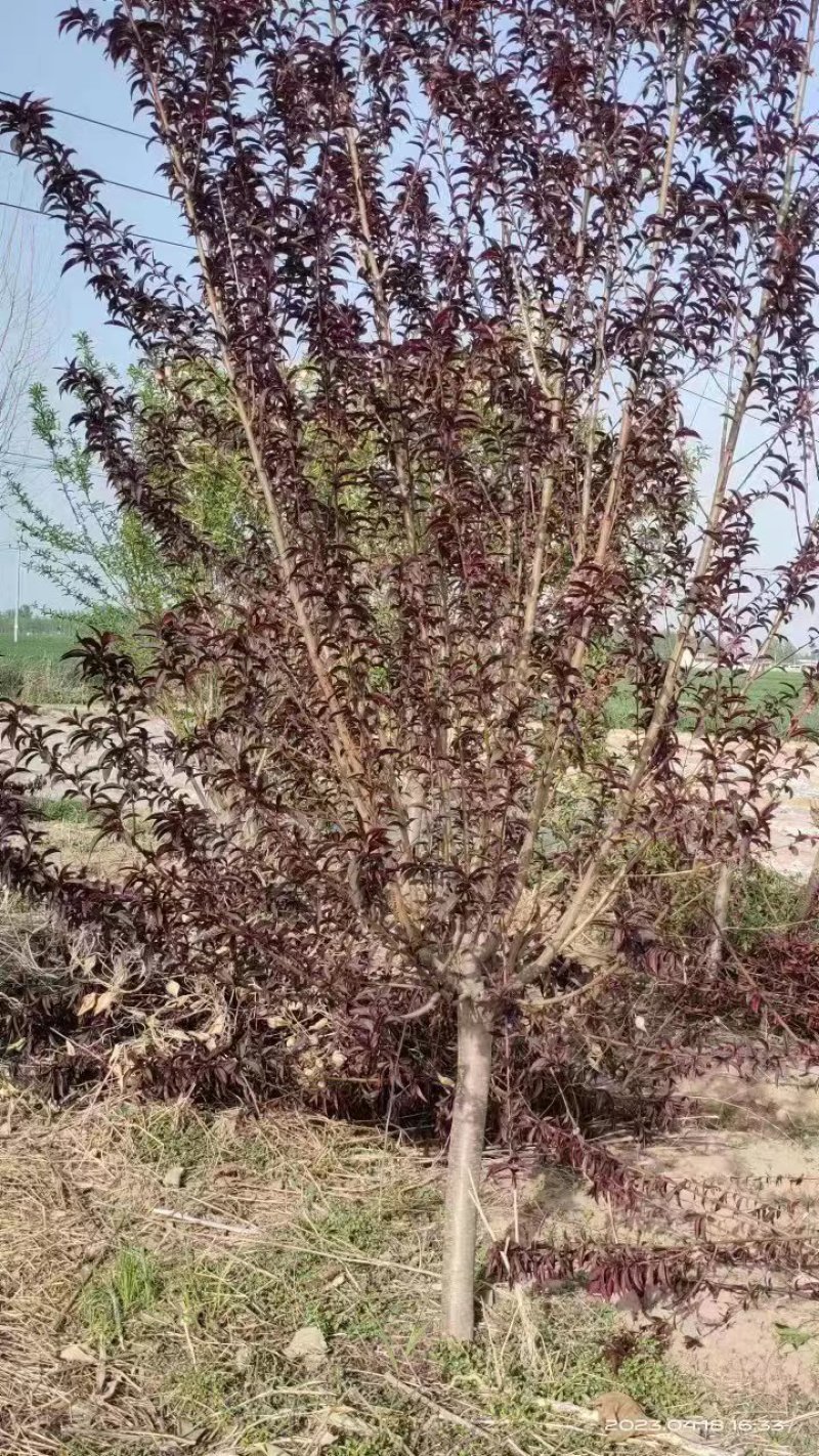 红叶碧桃/绿化苗木/乔灌木/碧桃树/原生态树苗/林木种苗