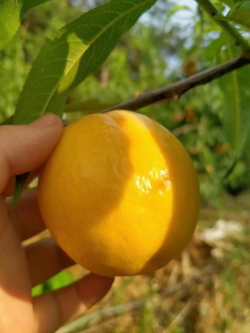 山东黄油桃，一手货源，产地直发，可视频看货