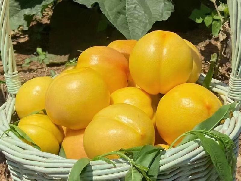山东黄油桃，一手货源，产地直发，可视频看货