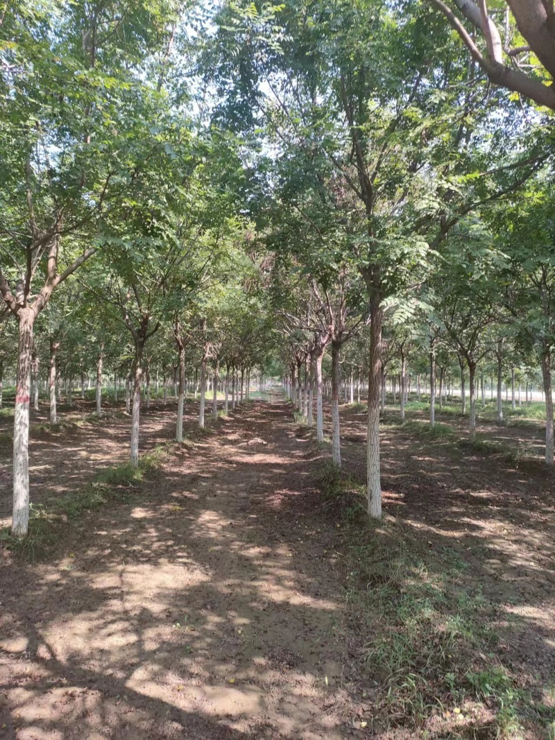河北保定栾树8-12公分栾树质量一级提供技术指导电联