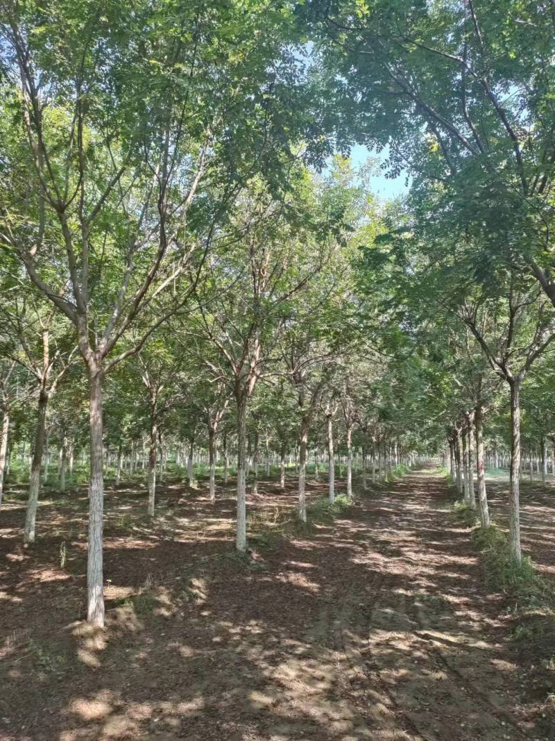 河北保定栾树8-12公分栾树质量一级提供技术指导电联