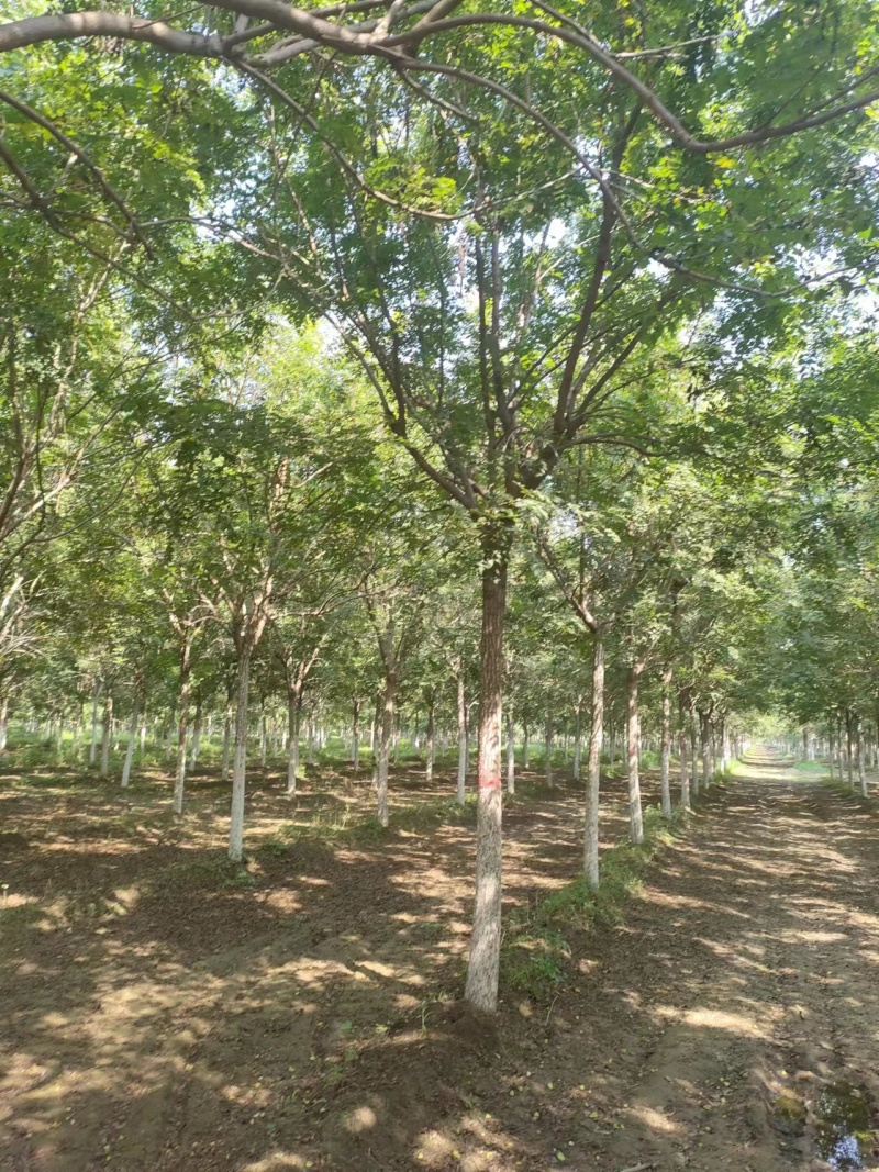 河北保定栾树8-12公分栾树质量一级提供技术指导电联