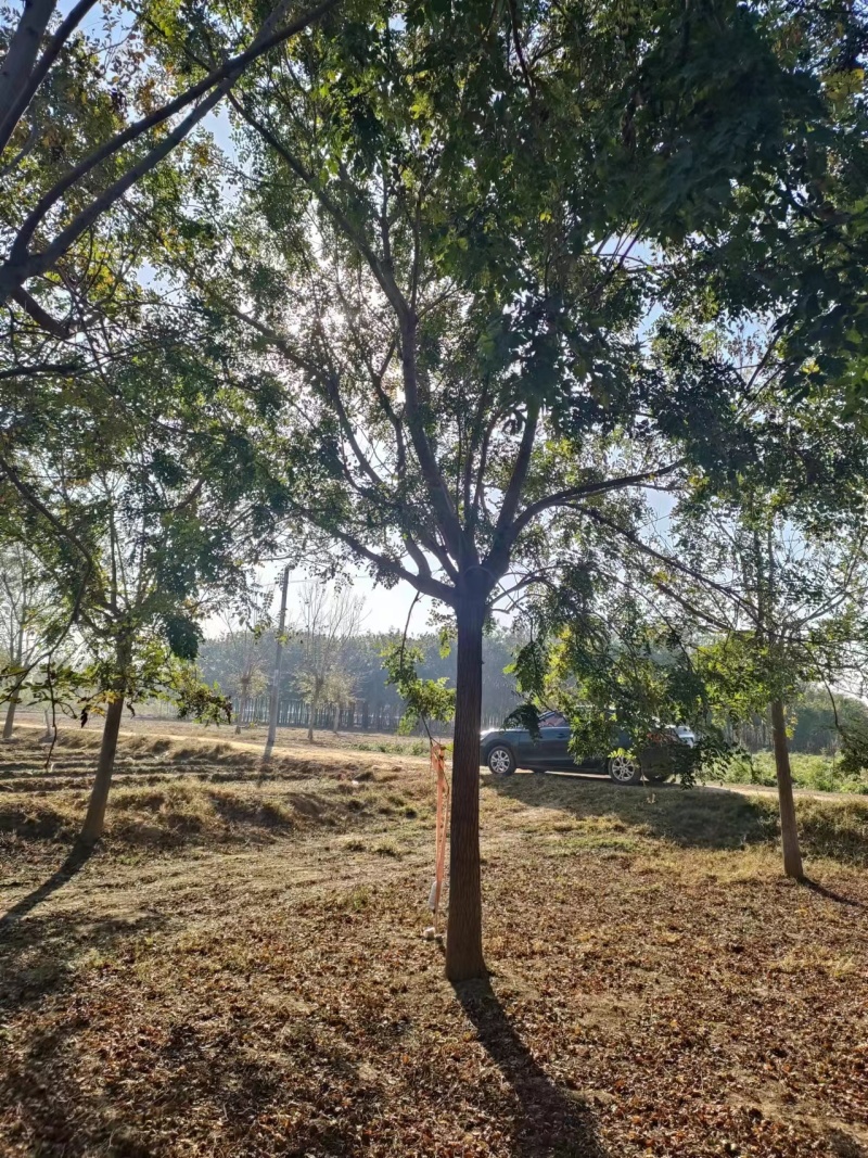 河北保定栾树8-12公分栾树质量一级提供技术指导电联