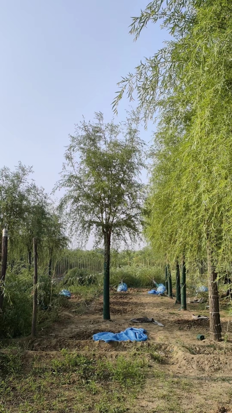垂柳柳树3公4公5公分各规格齐青皮垂柳金丝垂柳竹柳量大