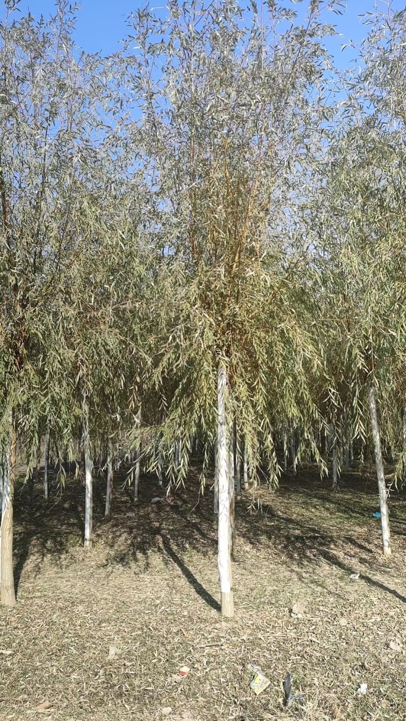 垂柳柳树3公4公5公分各规格齐青皮垂柳金丝垂柳竹柳量大