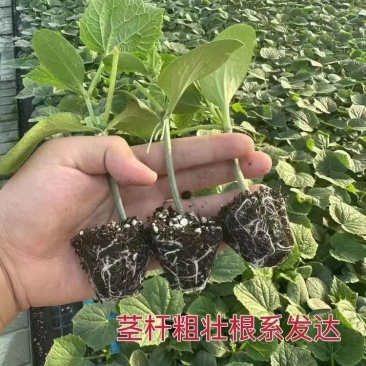 精品黄瓜苗密刺黄瓜苗高产抗病直发货源充足稳定当天包邮发货