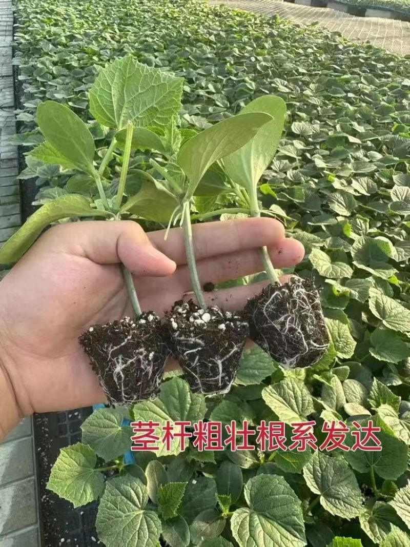 精品黄瓜苗密刺黄瓜苗高产抗病直发货源充足稳定当天包邮发货