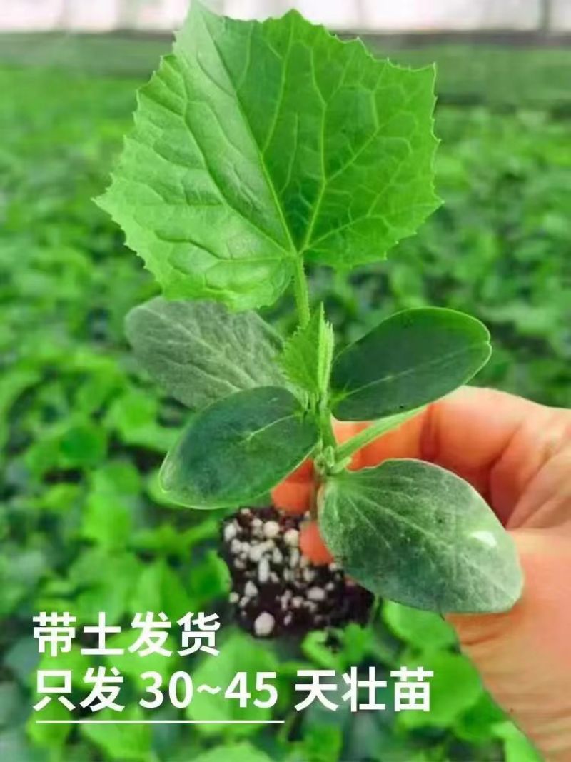 精品黄瓜苗密刺黄瓜苗高产抗病直发货源充足稳定当天包邮发货