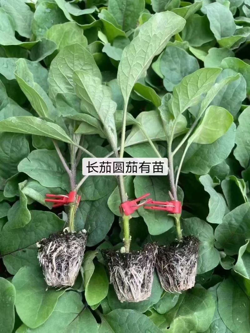 圆茄苗黑亮圆茄苗有黑冠高产抗病优质品种黑宝圆茄苗当天发货