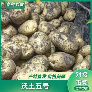 内蒙古产地精选土豆沃土5号黄皮黄心抗病价格优对接全国客商