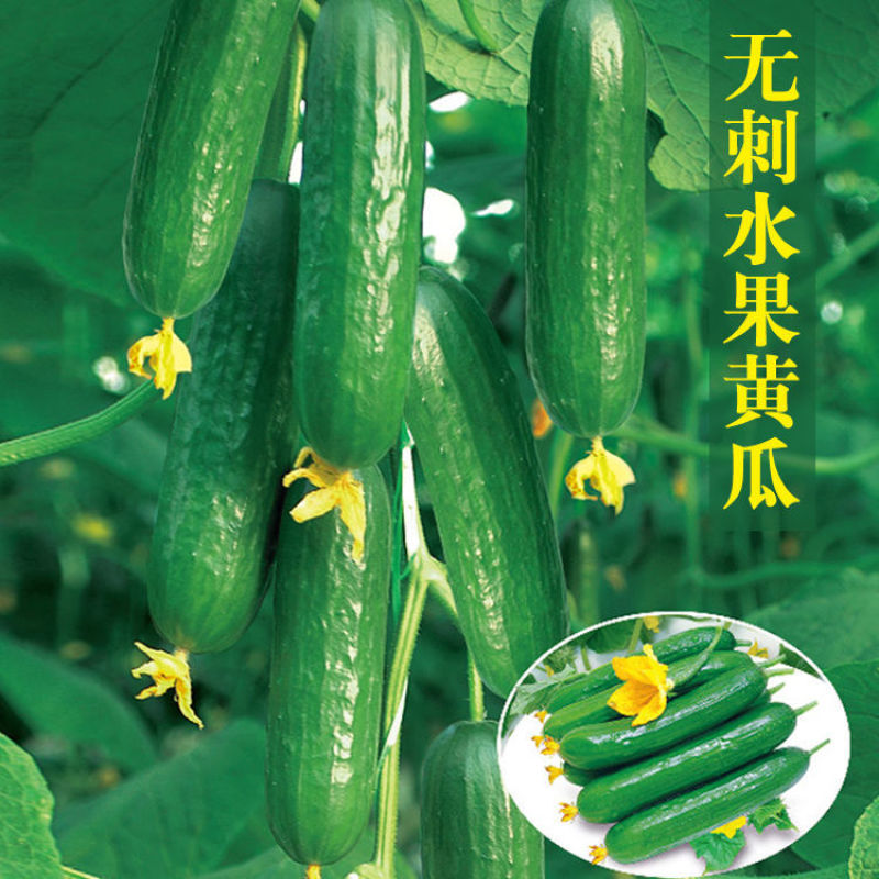 荷兰水果黄瓜种子高产耐热节节有瓜迷你水果黄瓜种子