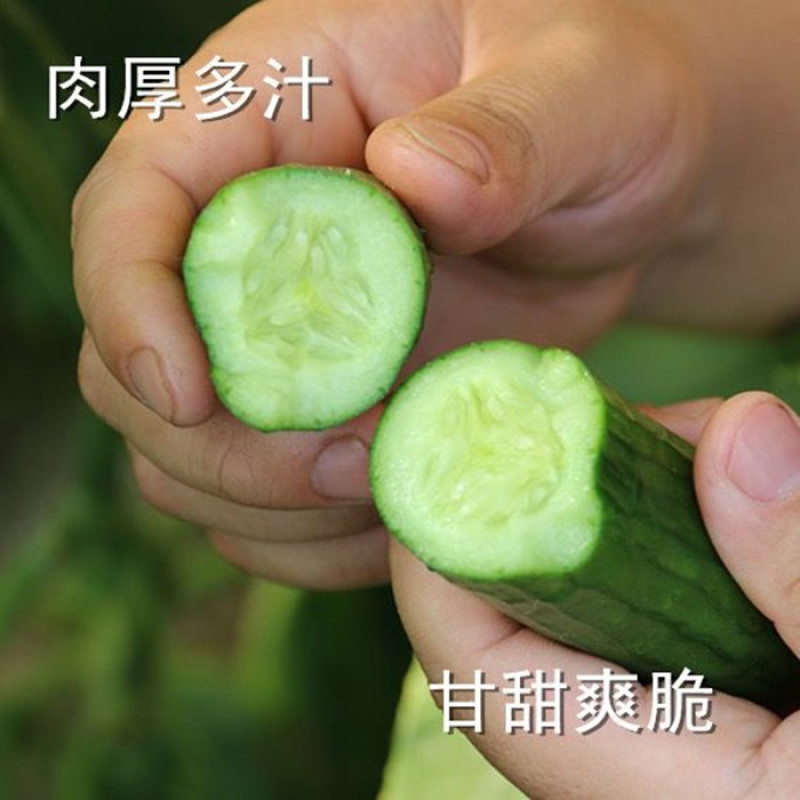 荷兰水果黄瓜种子高产耐热节节有瓜迷你水果黄瓜种子