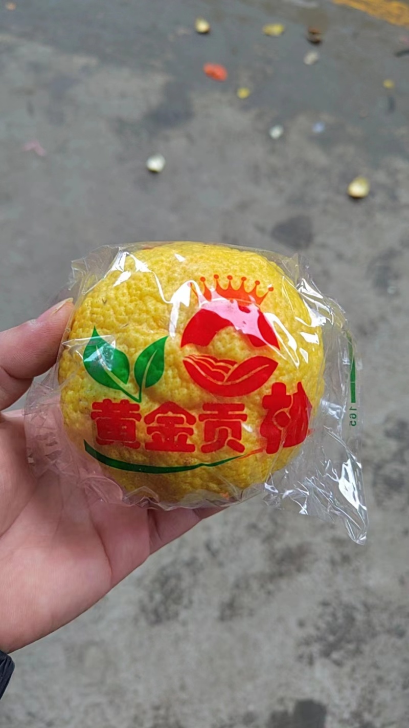 黄金贡柚口感丰富现摘先发可对接电商等欢迎选购