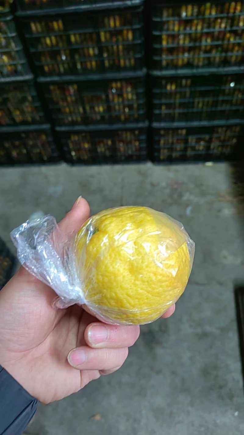 黄金贡柚口感丰富现摘先发可对接电商等欢迎选购
