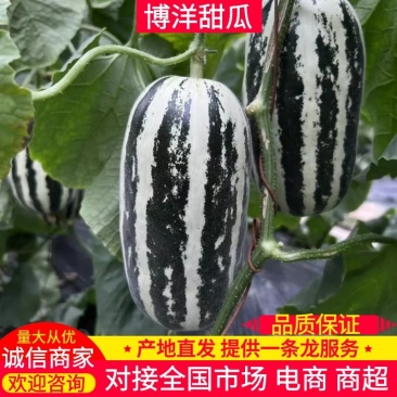 【博洋9号甜瓜】乐亭博洋甜瓜大量上市脆甜多汁量大从优