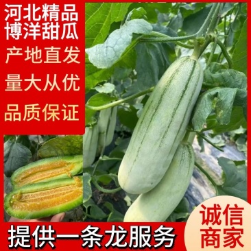 【甜瓜】河北博洋61甜瓜大量上市对接全国市场电商