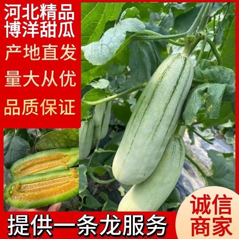 【甜瓜】河北博洋61甜瓜大量上市对接全国市场电商