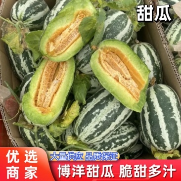 【博洋甜瓜】河北博洋961甜瓜大量上市产地直发品质保证