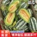 【博洋甜瓜】河北博洋961甜瓜大量上市产地直发品质保证