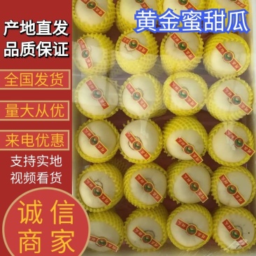 【甜瓜】乐亭黄金蜜甜瓜大量上市现摘现发品质保证