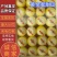 【甜瓜】乐亭黄金蜜甜瓜大量上市现摘现发品质保证